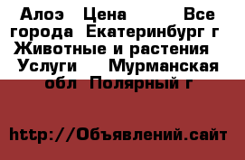 Алоэ › Цена ­ 150 - Все города, Екатеринбург г. Животные и растения » Услуги   . Мурманская обл.,Полярный г.
